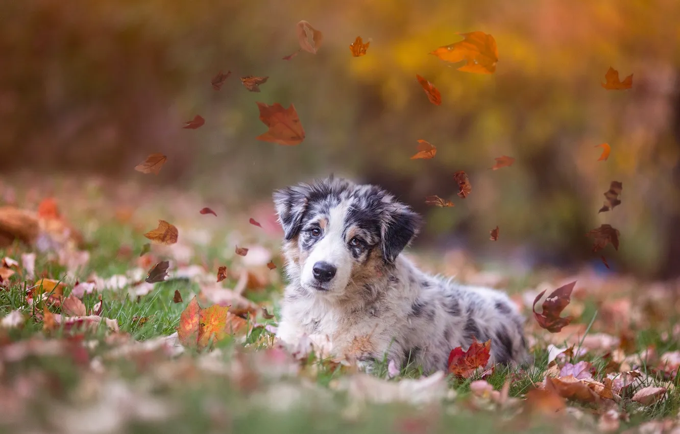 Фото обои осень, листья, собака, щенок, Австралийская овчарка, Аусси