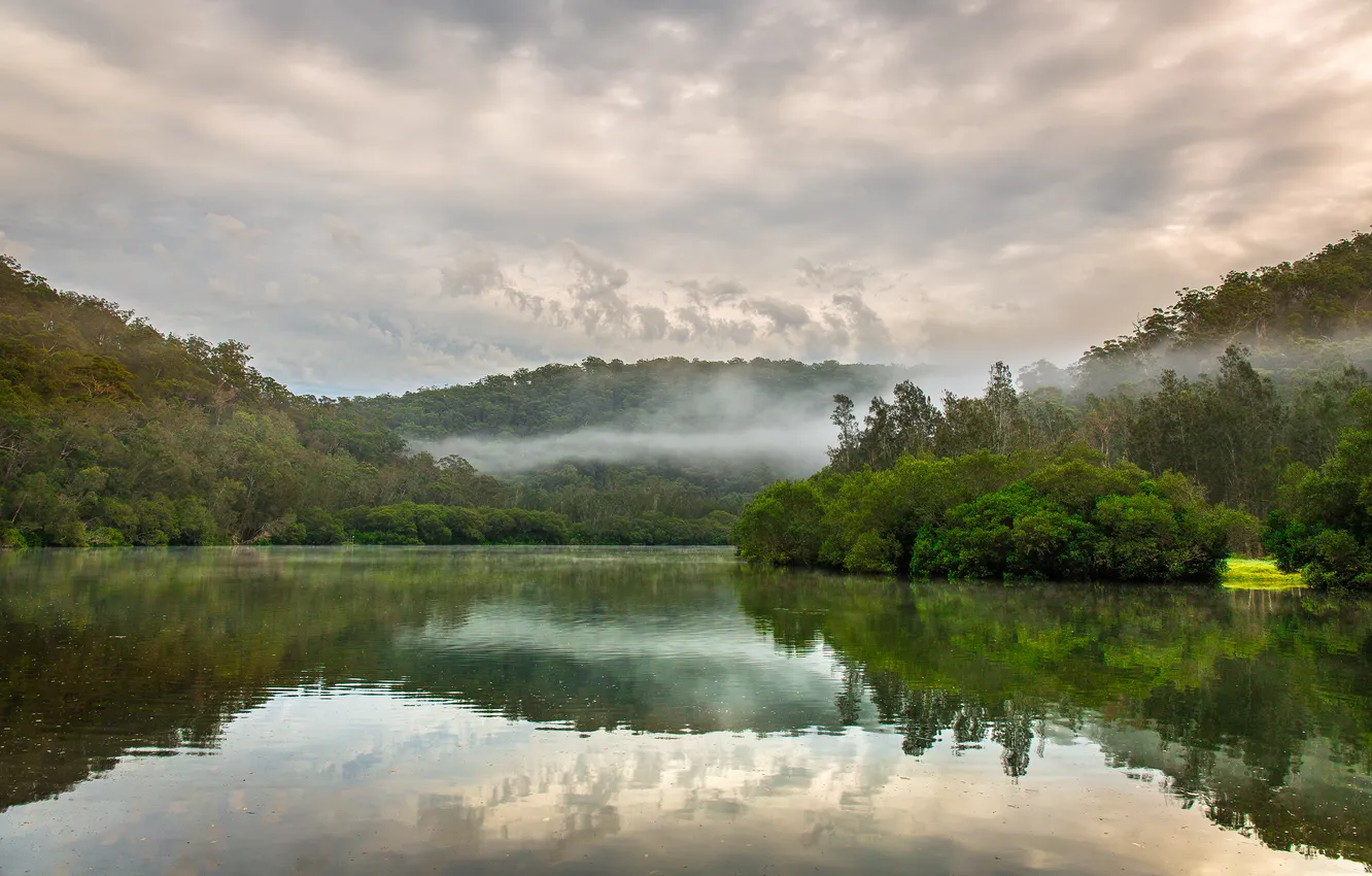 Фото обои лес, природа, озеро, дымка, Australia, Berowa Creek