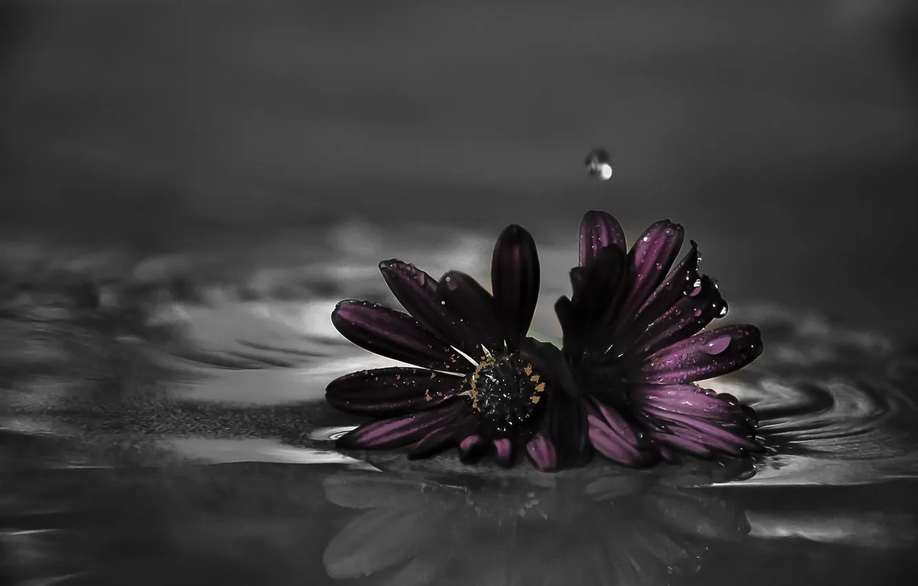 Фото обои вода, капли, макро, цветы