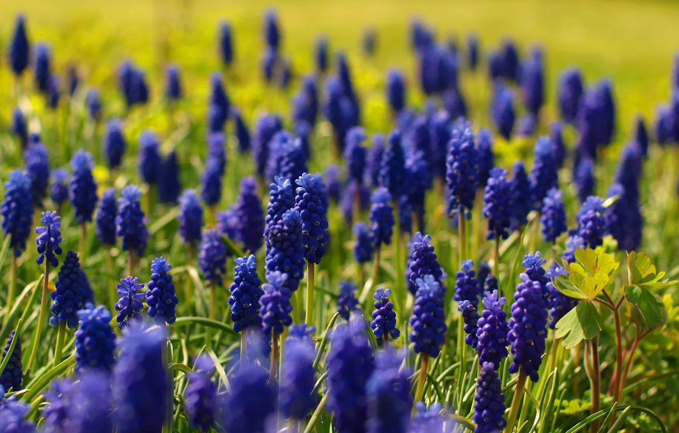 Фото обои цветы, синий, природа, весна, мускари, muscari