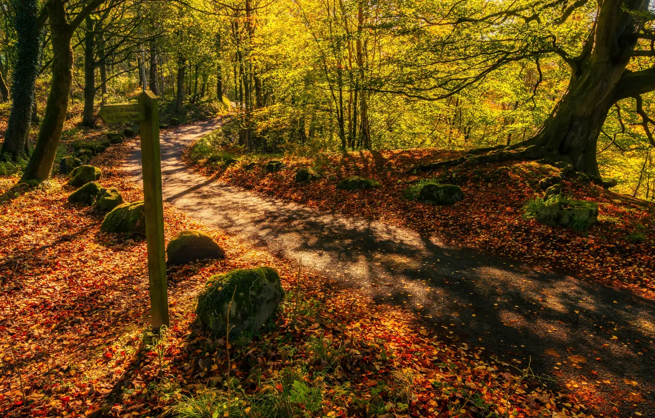 Фото обои дорога, осень, лес, Англия, England, North Yorkshire, Bolton Abbey, Норт-Йоркшир