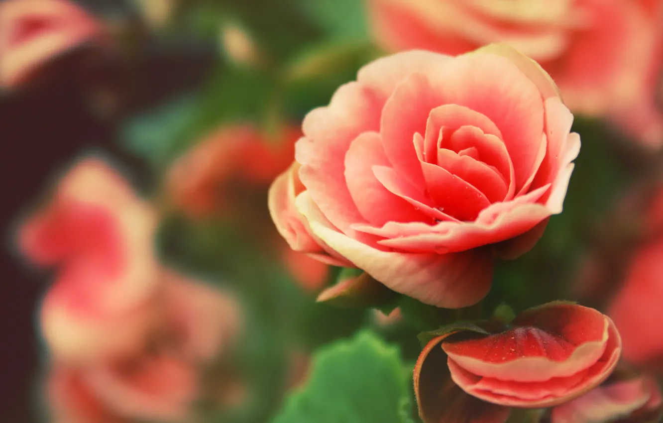 Фото обои капли, цветы, роза, лепестки, rose, flowers