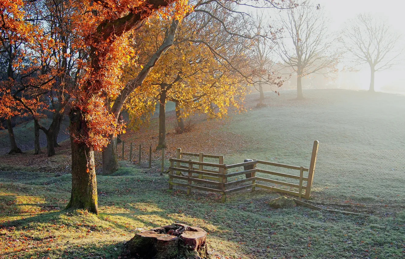 Фото обои иней, осень, деревья, пень, ограда, холм, заморозки