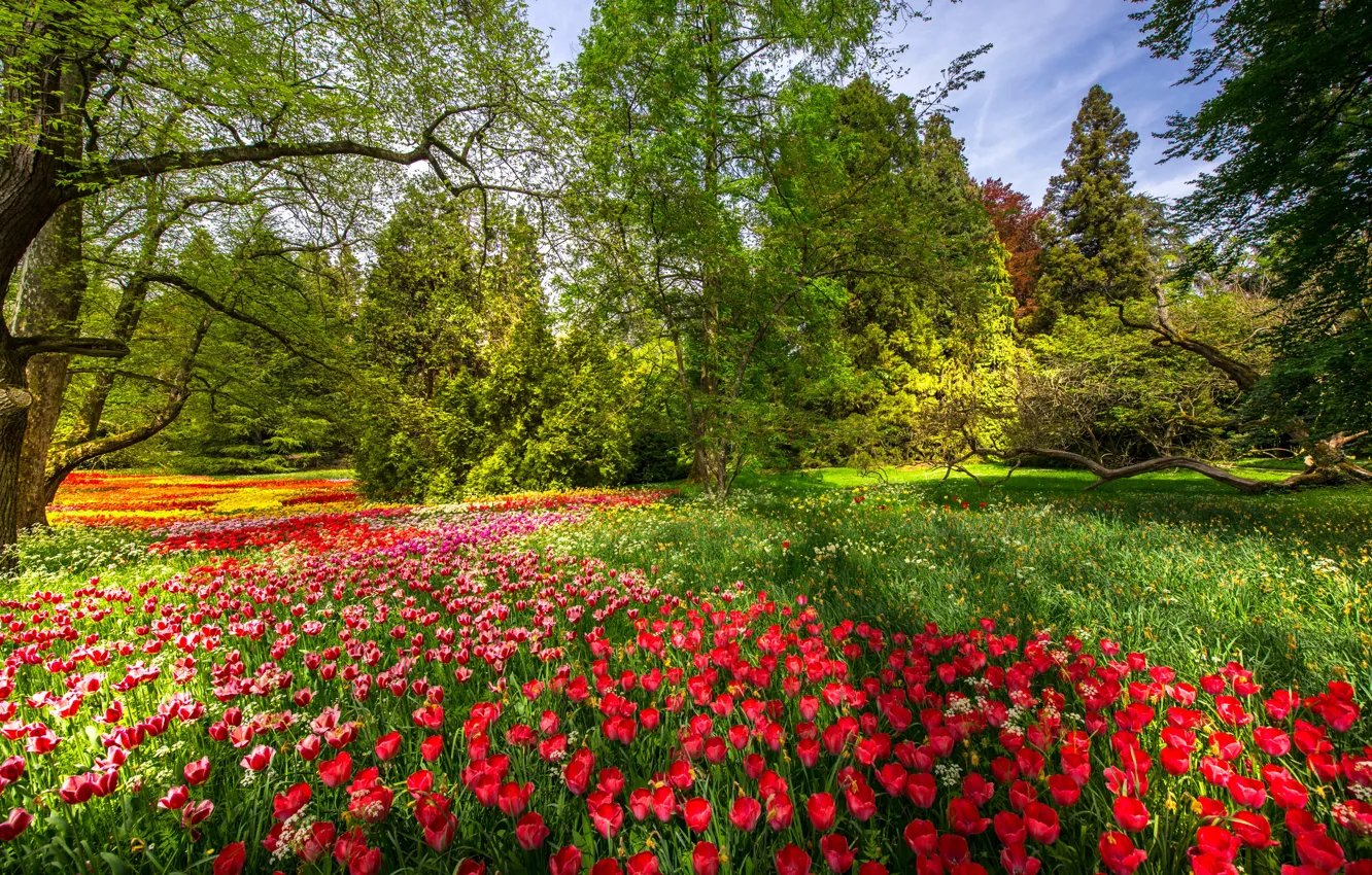 Фото обои деревья, цветы, парк, весна, Германия, тюльпаны, Germany, Баден-Вюртемберг