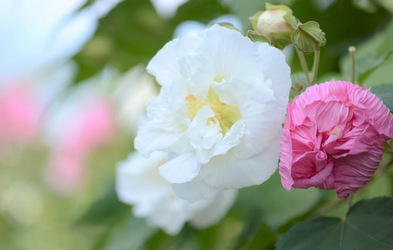 Фото обои цветы, бутоны, мальва