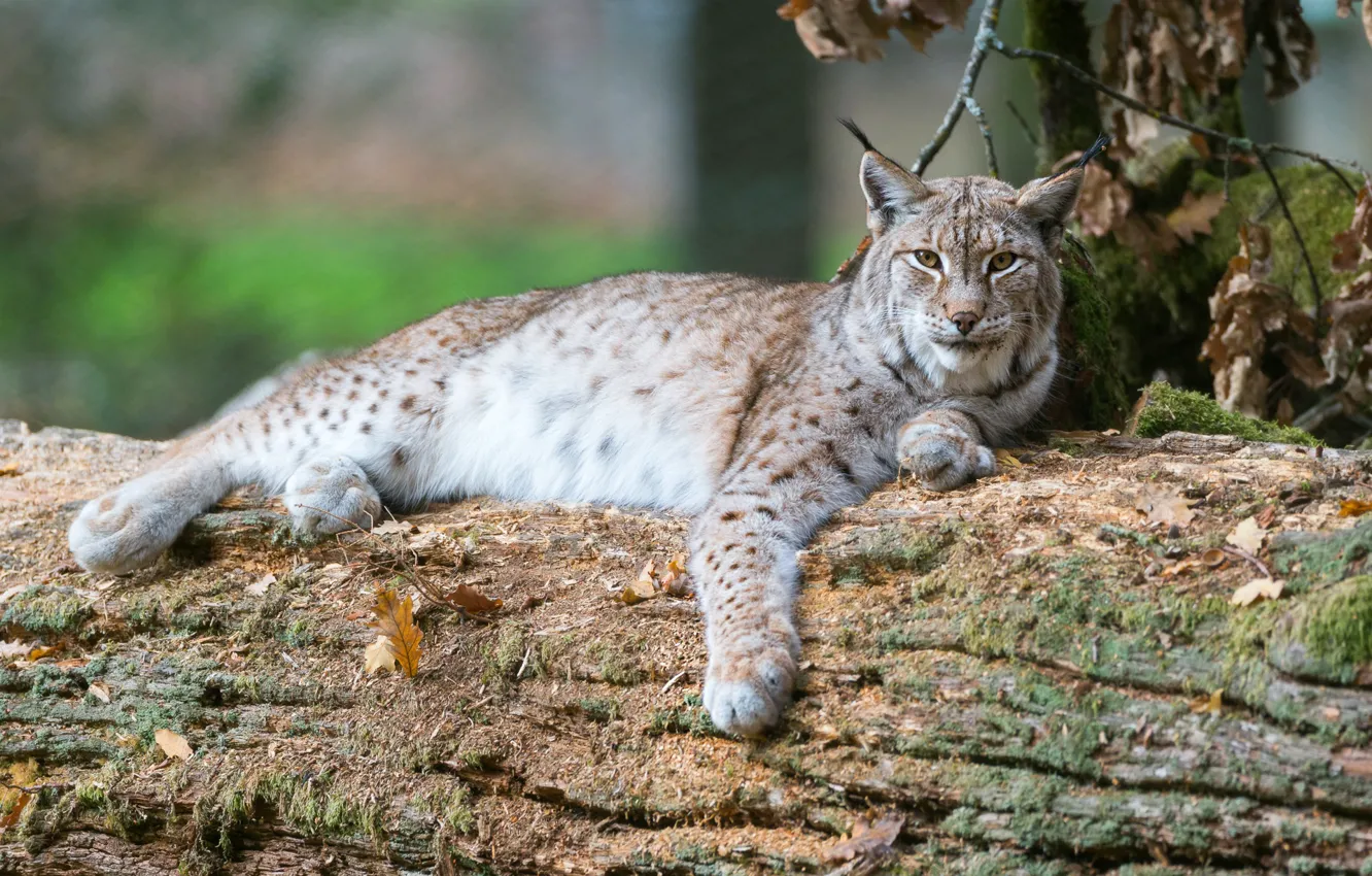 Фото обои лежит, бревно, рысь