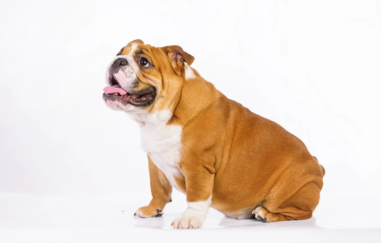 Фото обои взгляд, друг, собака