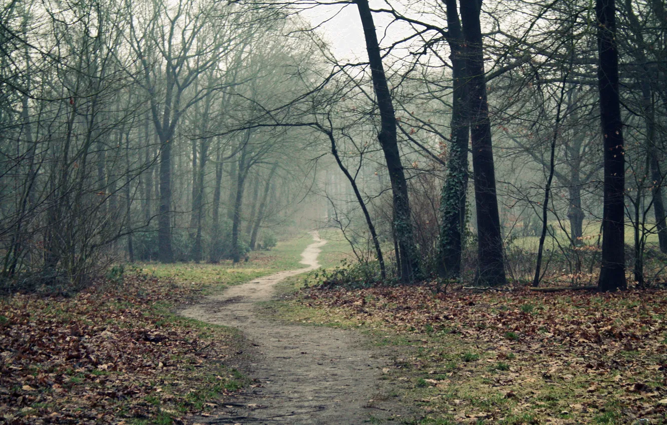 Фото обои дорога, осень, лес, деревья, туман, тропинка