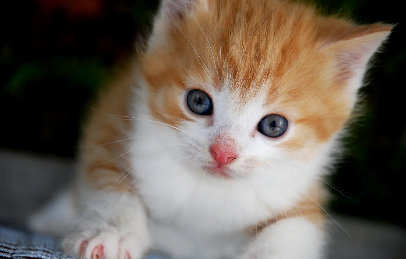 Фото обои макро, котенок, мордочка, бело-рыжий