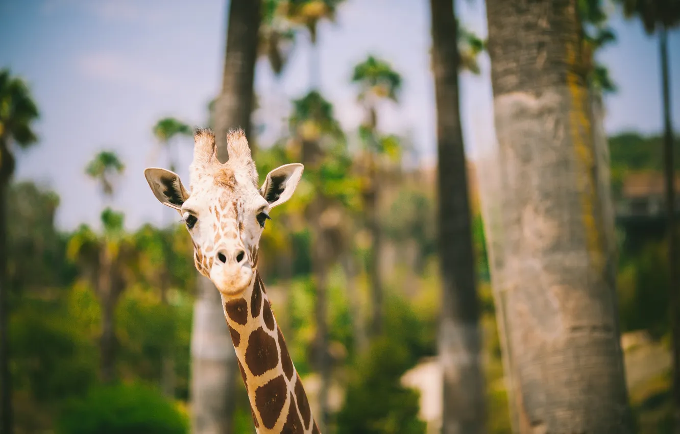 Фото обои животное, жираф, смотрит