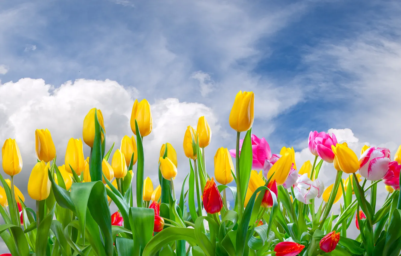 Фото обои облака, цветы, тюльпаны, бутоны, цветение