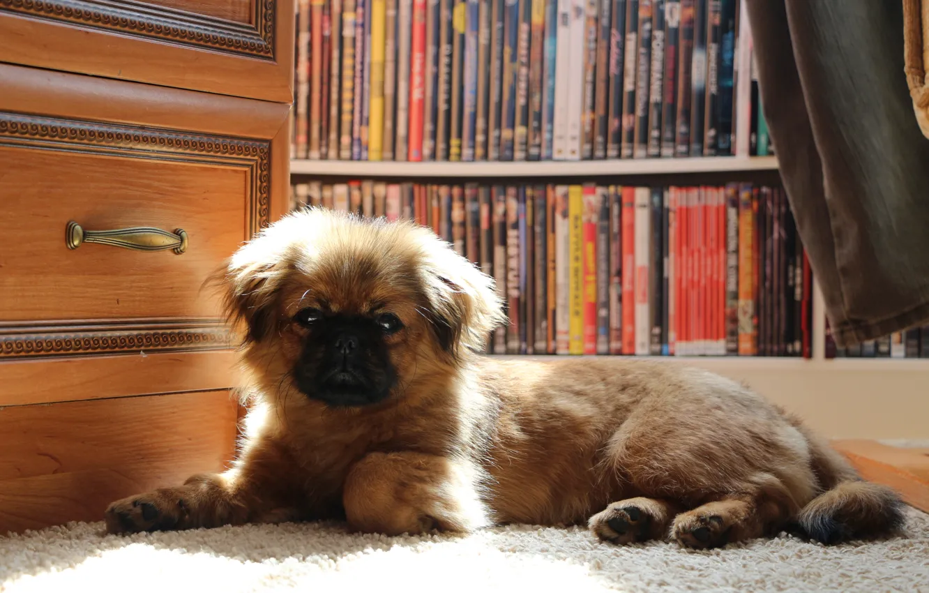 Фото обои puppy, dog, pekin, PEKINGESE, KROPKA