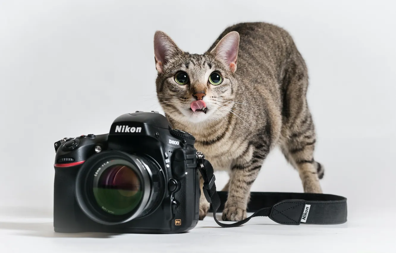 Фото обои язык, кошка, кот, фотоаппарат