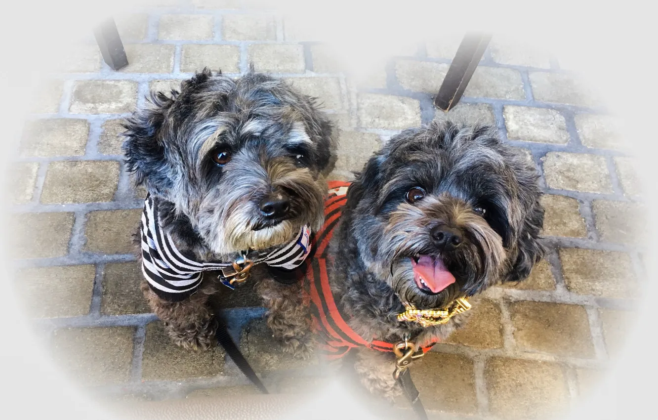 Фото обои Kia, mix, mia, small, yorkie, poodle, fluffy, shaggy