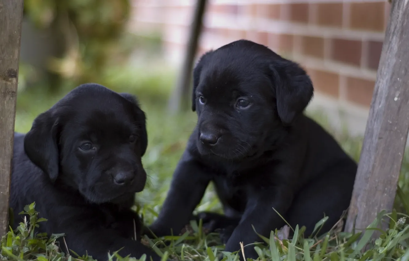 Фото обои щенки, двор, малыши, черненькие