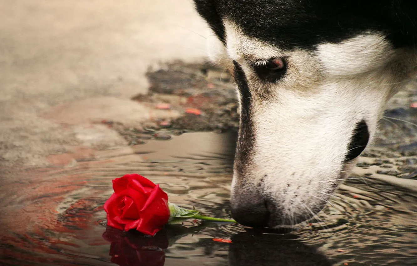 Фото обои роза, собака, лужа