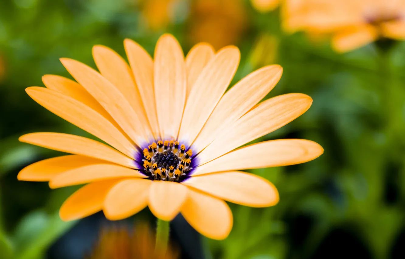 Фото обои цветок, оранжевый, пыльца, лепестки, тычинки