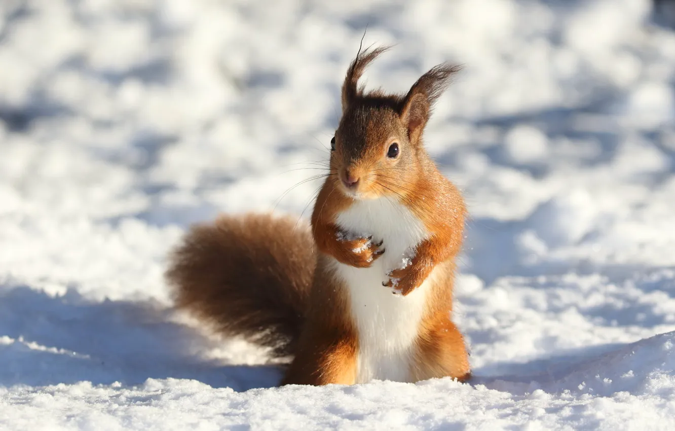 Фото обои зима, свет, снег, поза, тень, белка, стойка