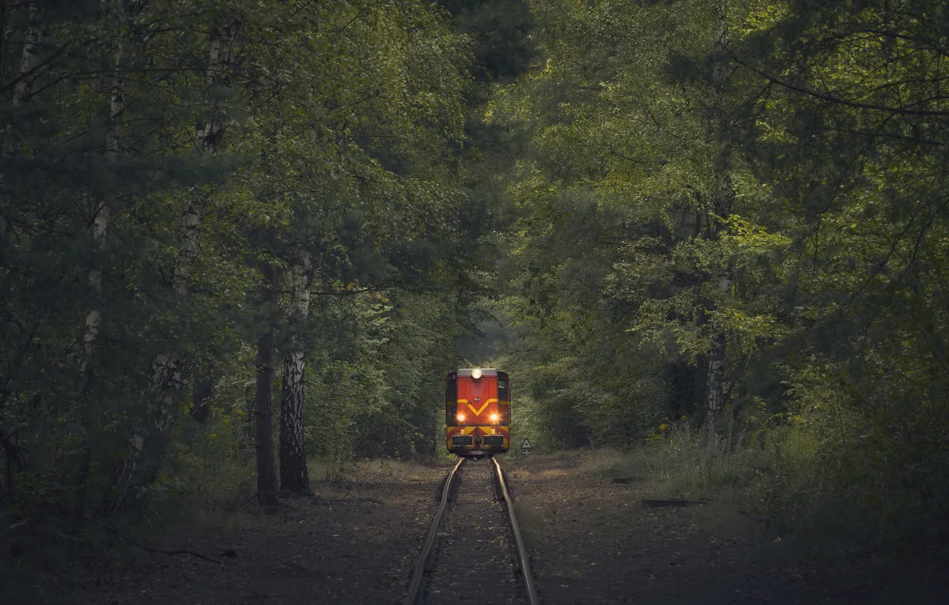 Фото обои forest, train, rails