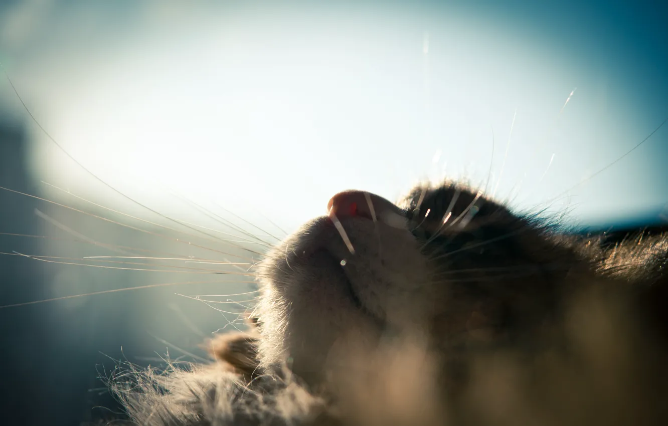Фото обои усы, солнце, пушистый, Кот, окно, спит