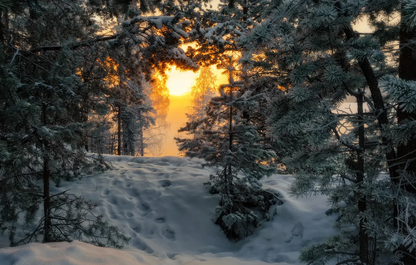 Фото обои лес, утро, мороз, сосны