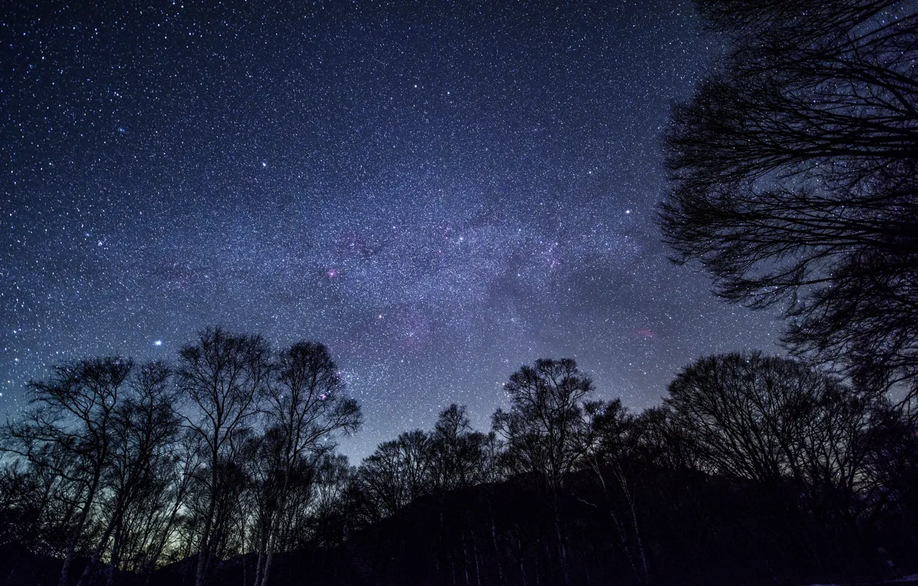 Фото обои небо, деревья, звезды ночь