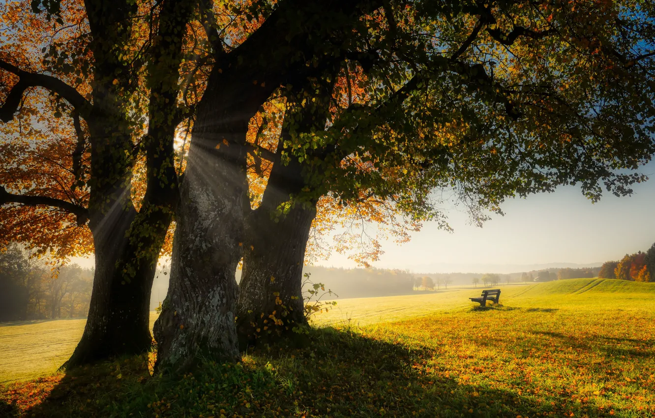 Фото обои поле, осень, солнце, лучи, свет, деревья, скамейка, туман