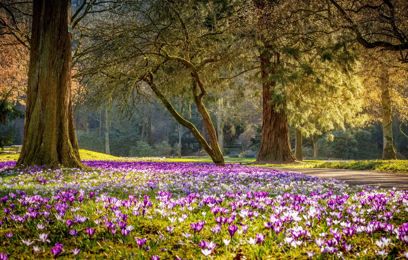 Фото обои цветы, парк, весна