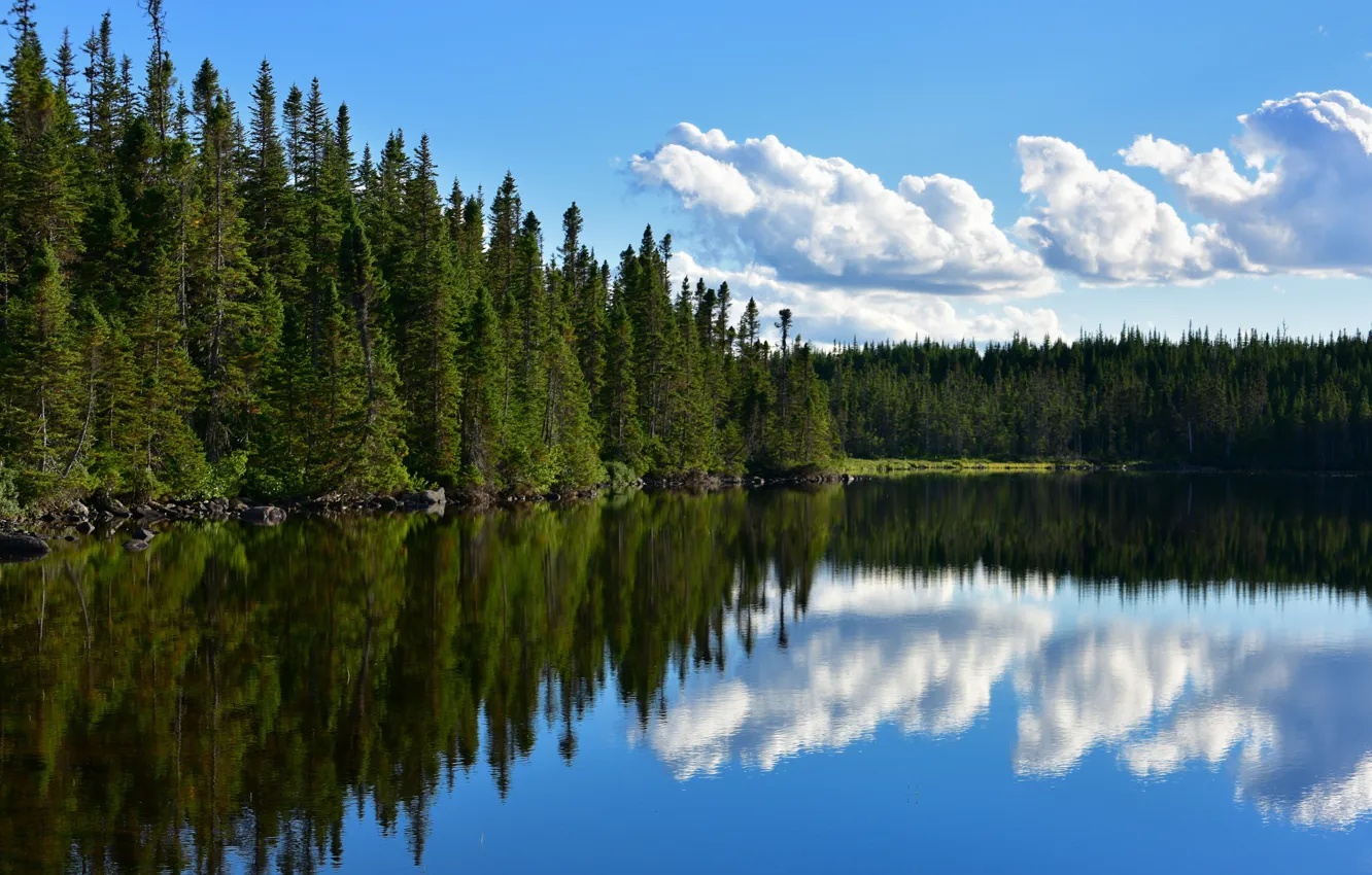 Фото обои лес, озеро, пруд, отражение, Канада, Canada, Ньюфаундленд, Newfoundland