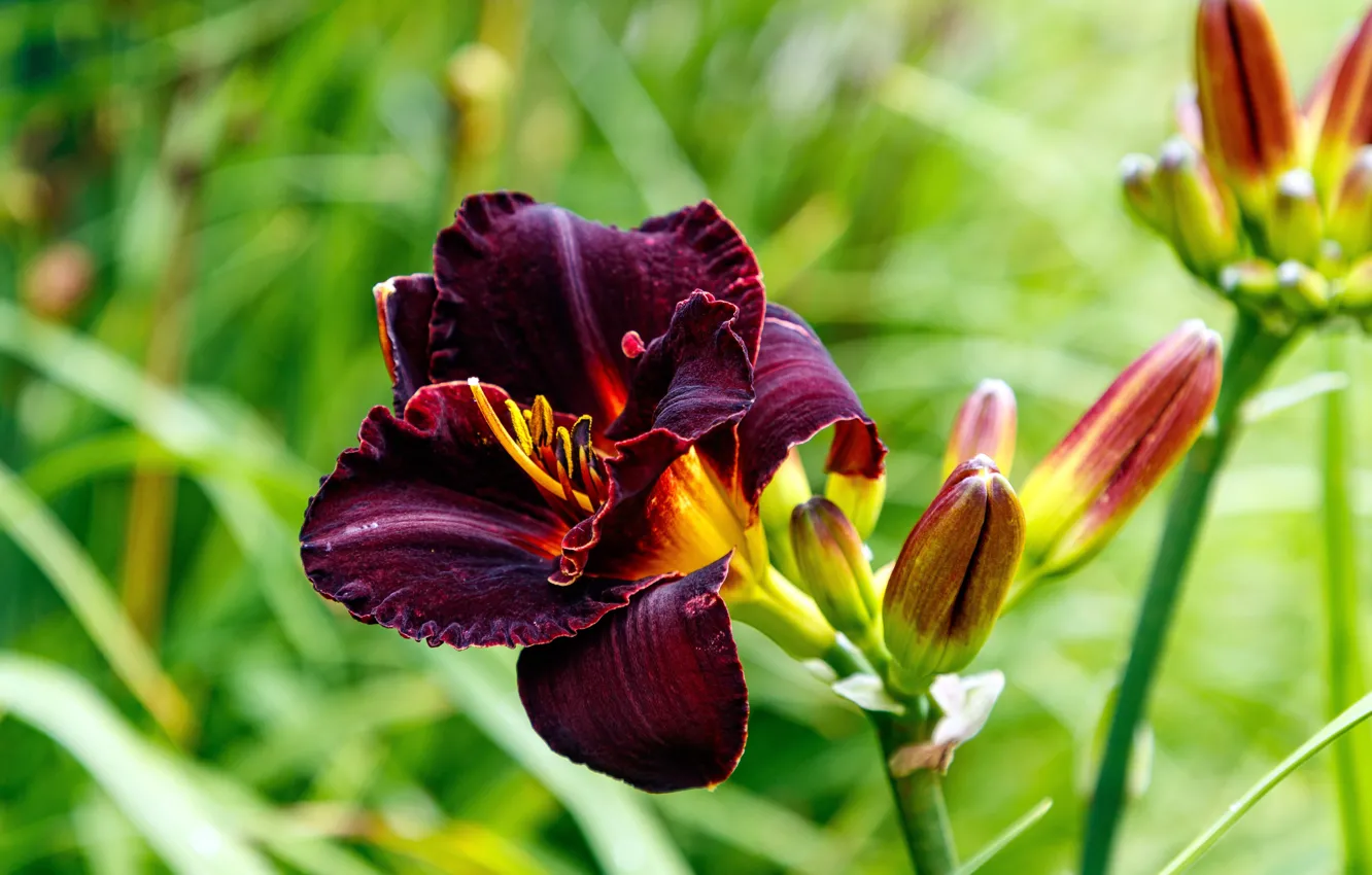 Фото обои красота, боке, Purple Lily Bloom, Цветение пурпурной лилии