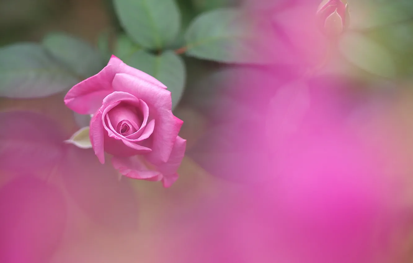 Фото обои розовая, роза, размытость