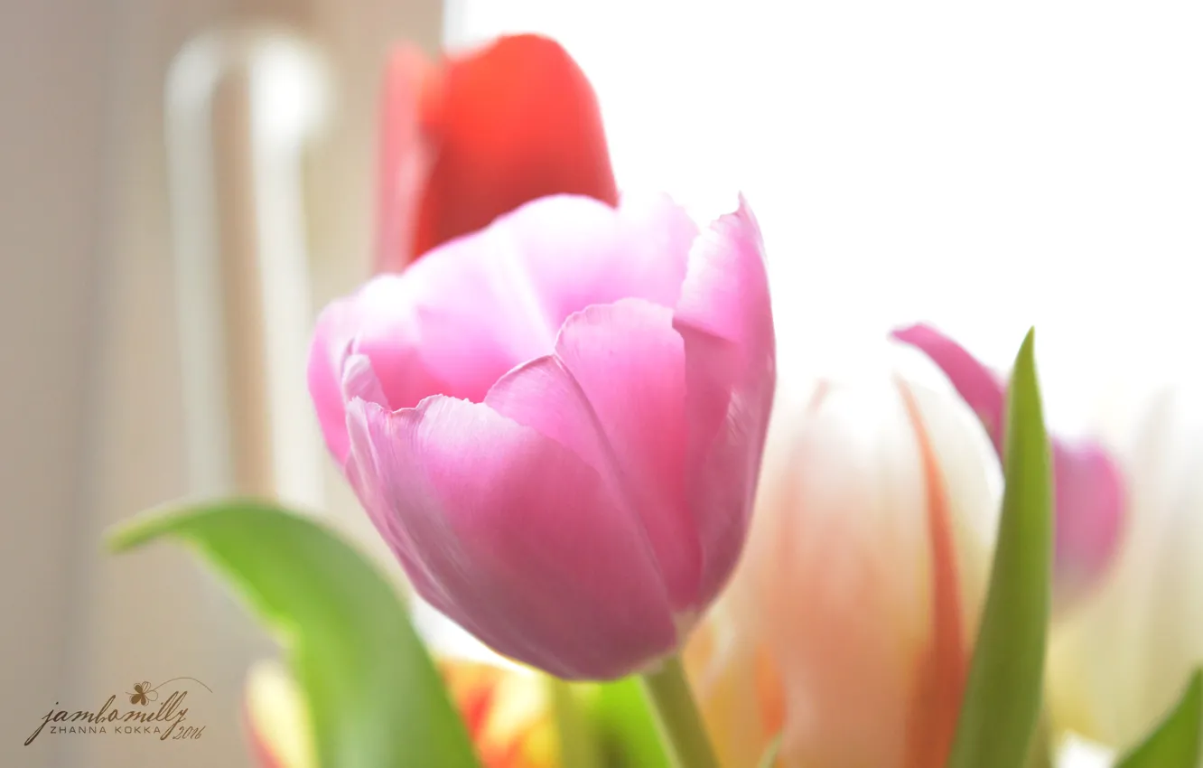 Фото обои цветы, нежность, тюльпан, весна