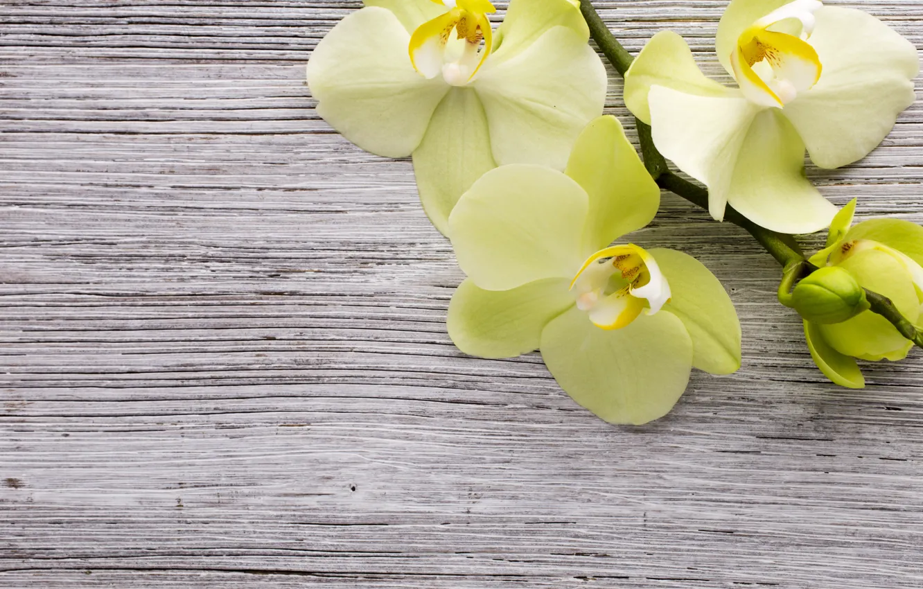 Фото обои yellow, wood, орхидея, flowers, orchid