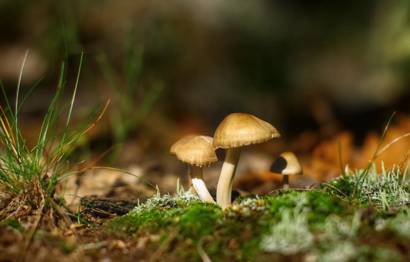 Фото обои осень, лес, трава, макро, природа, грибы, мох, сухой