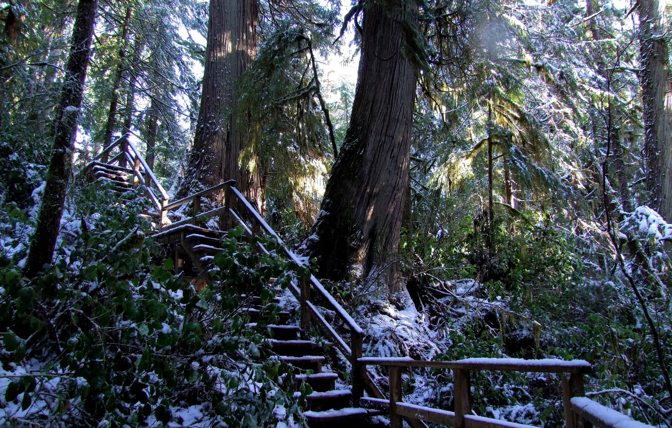 Фото обои лес, снег, деревья, ветки, парк, Канада, лестница, Ucluelet