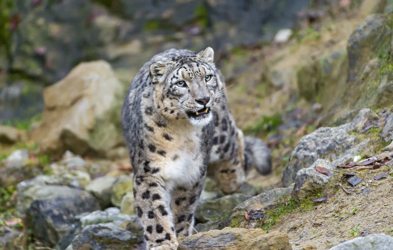 Фото обои кошка, ирбис, снежный барс, ©Tambako The Jaguar