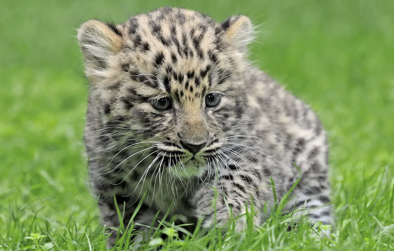 Фото обои трава, Леопард, малыш