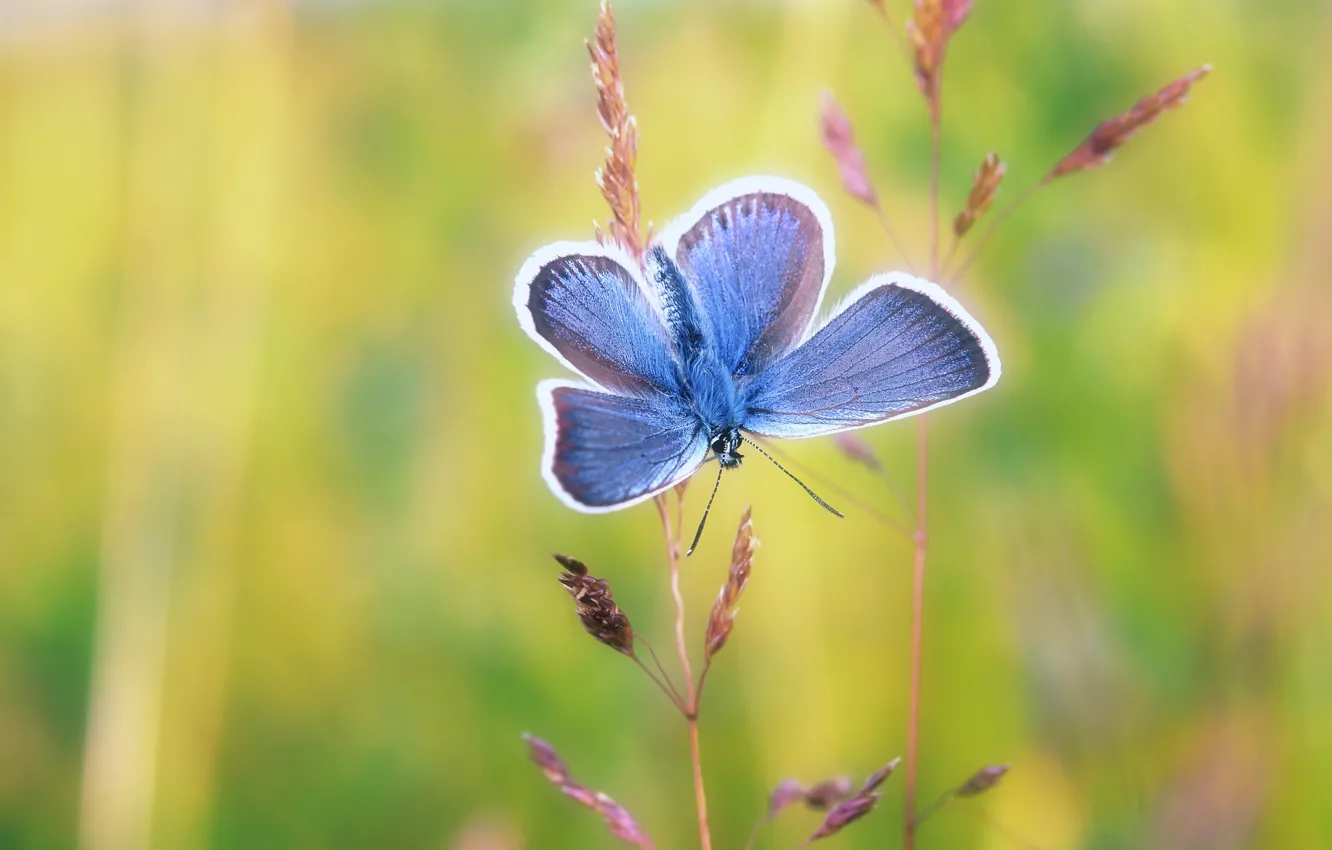 Фото обои макро, фон, бабочка, насекомое, стебельки, голубая