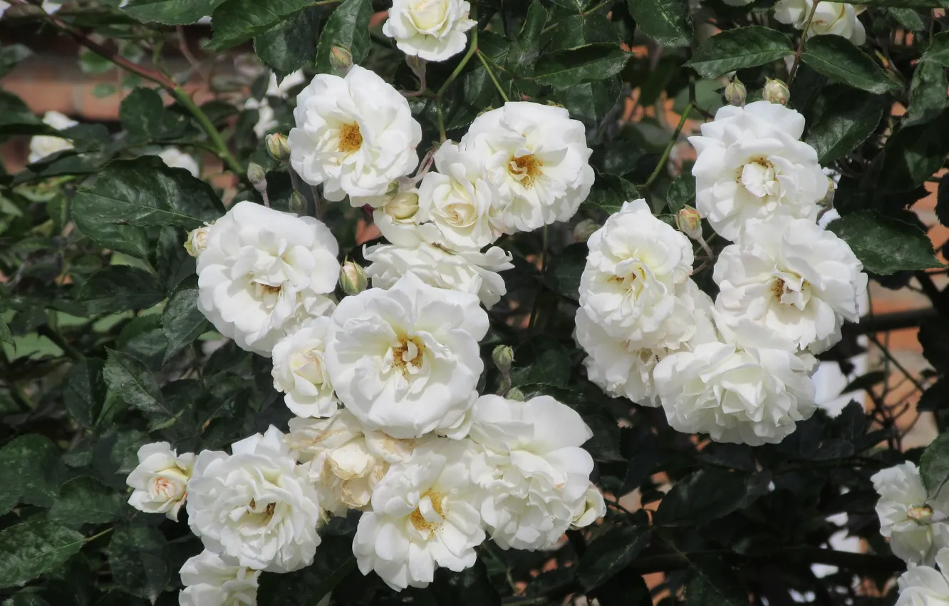 Фото обои цветы, розы, белые, 2018, Meduzanol ©