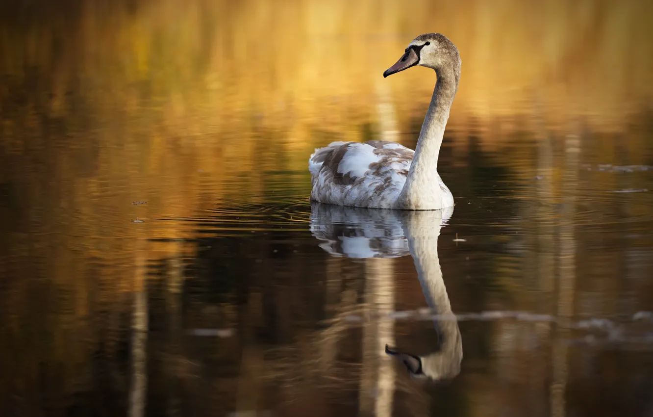 Фото обои озеро, птица, лебедь