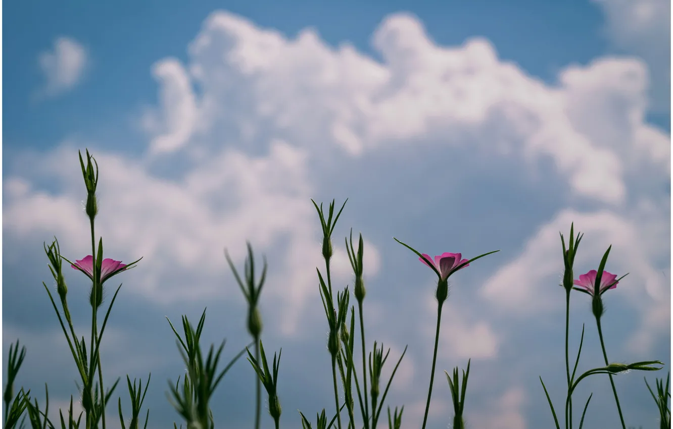 Фото обои облака, макро, цветы, Растения, flowers, clouds, macro