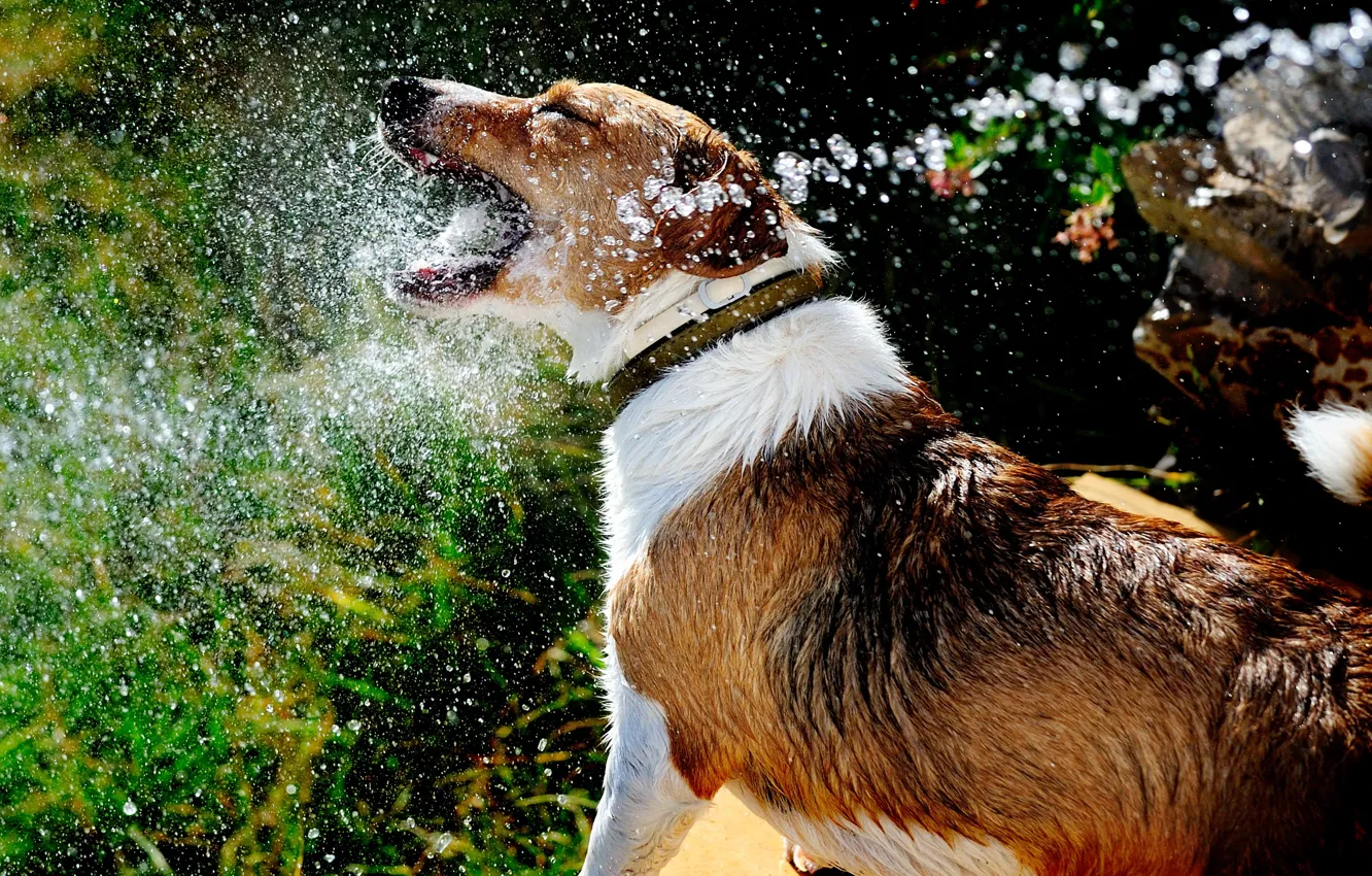 Фото обои лето, вода, брызги, собака