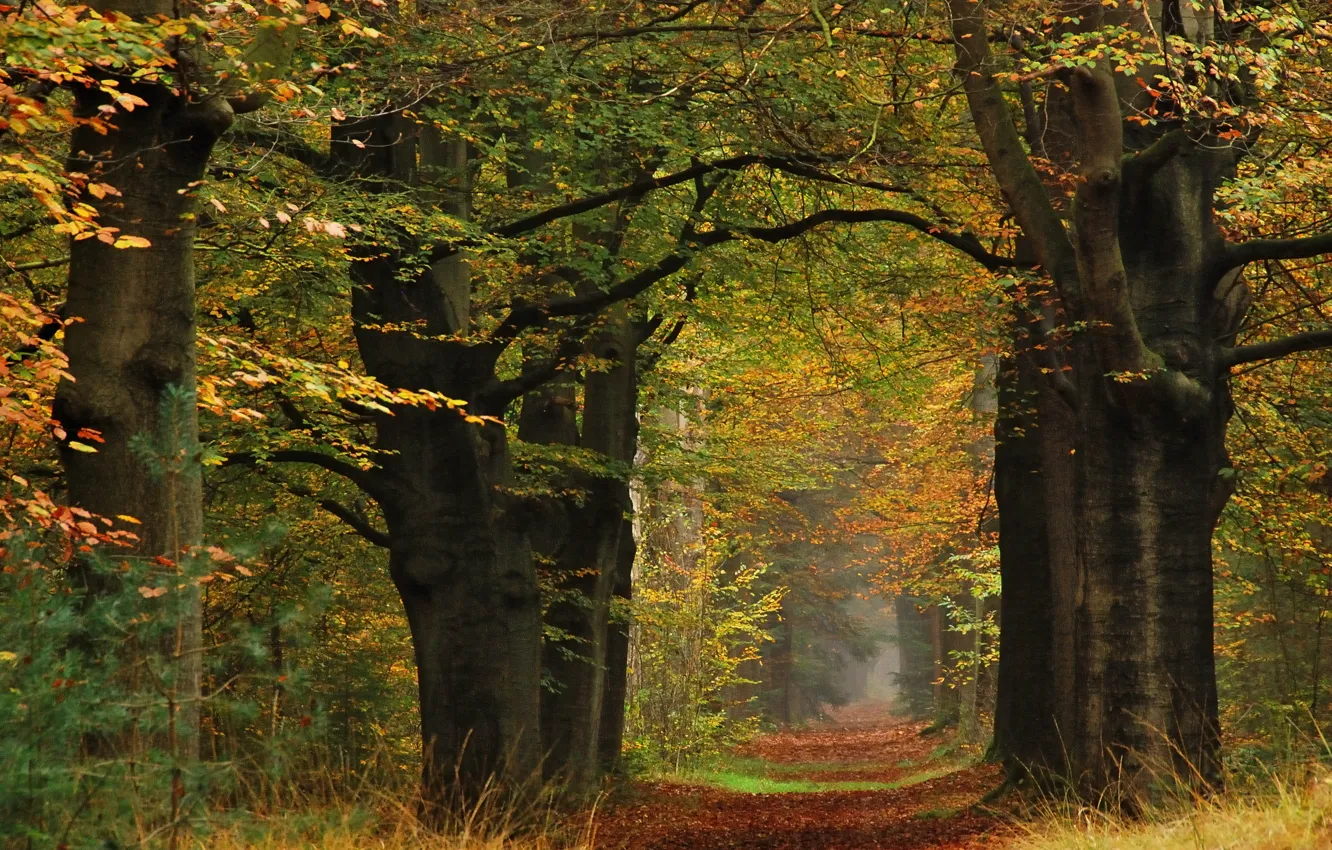 Фото обои осень, листья, деревья, желтые, тропинка, trees, Autumn, leaves