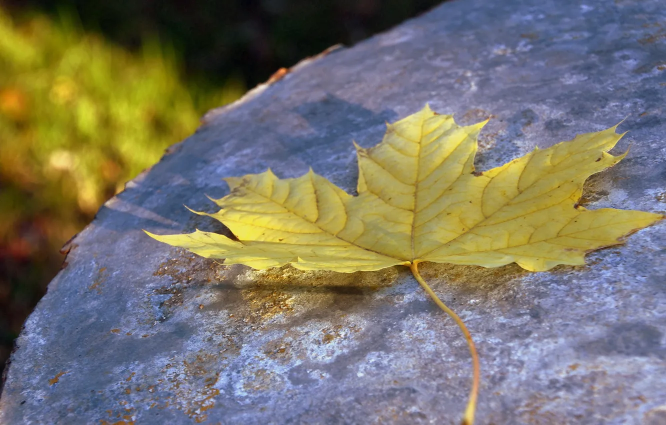 Фото обои осень, макро, лист