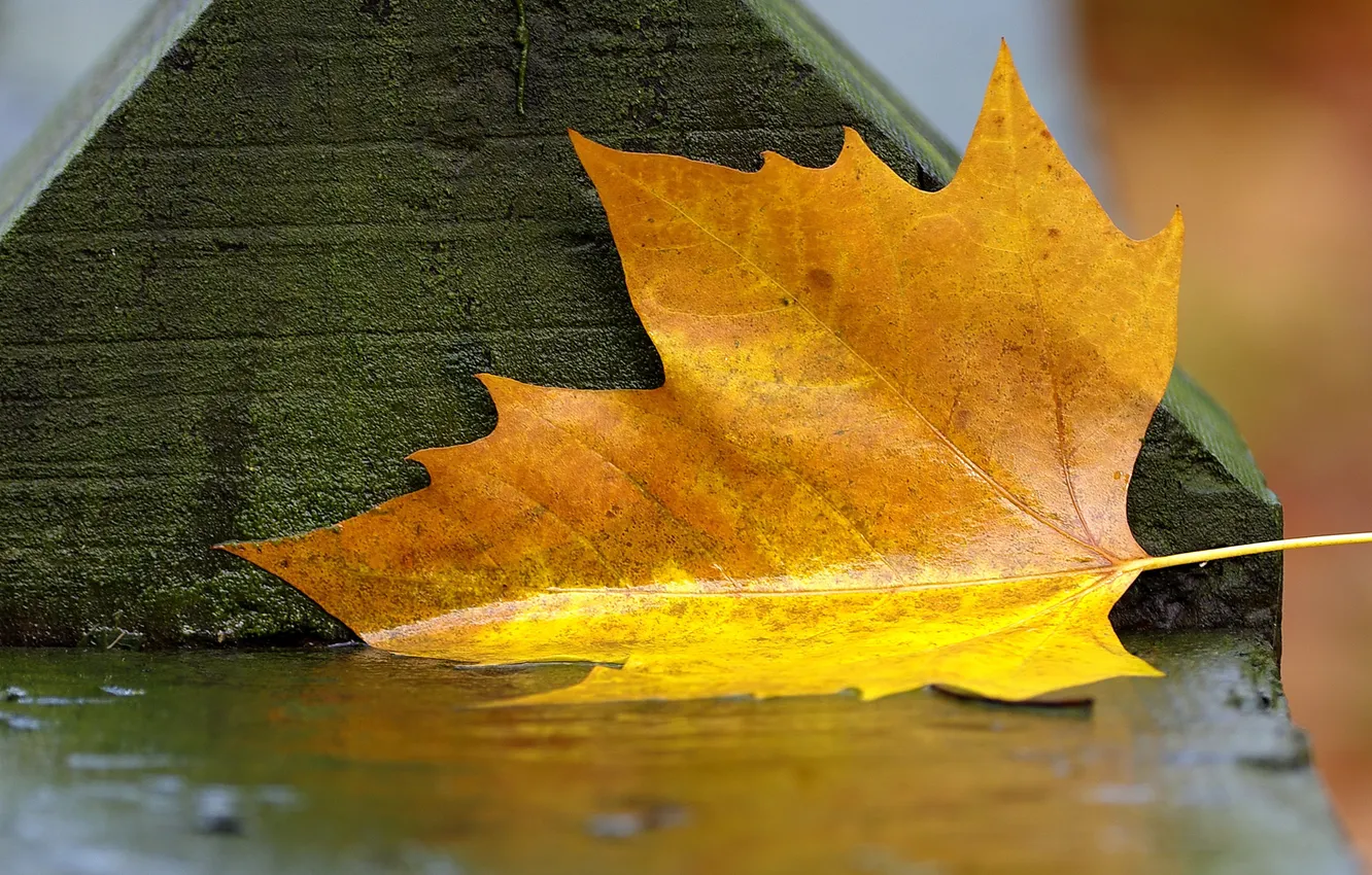 Фото обои мокро, осень, листья, скамейка, фото, дождь, влага, лавочка