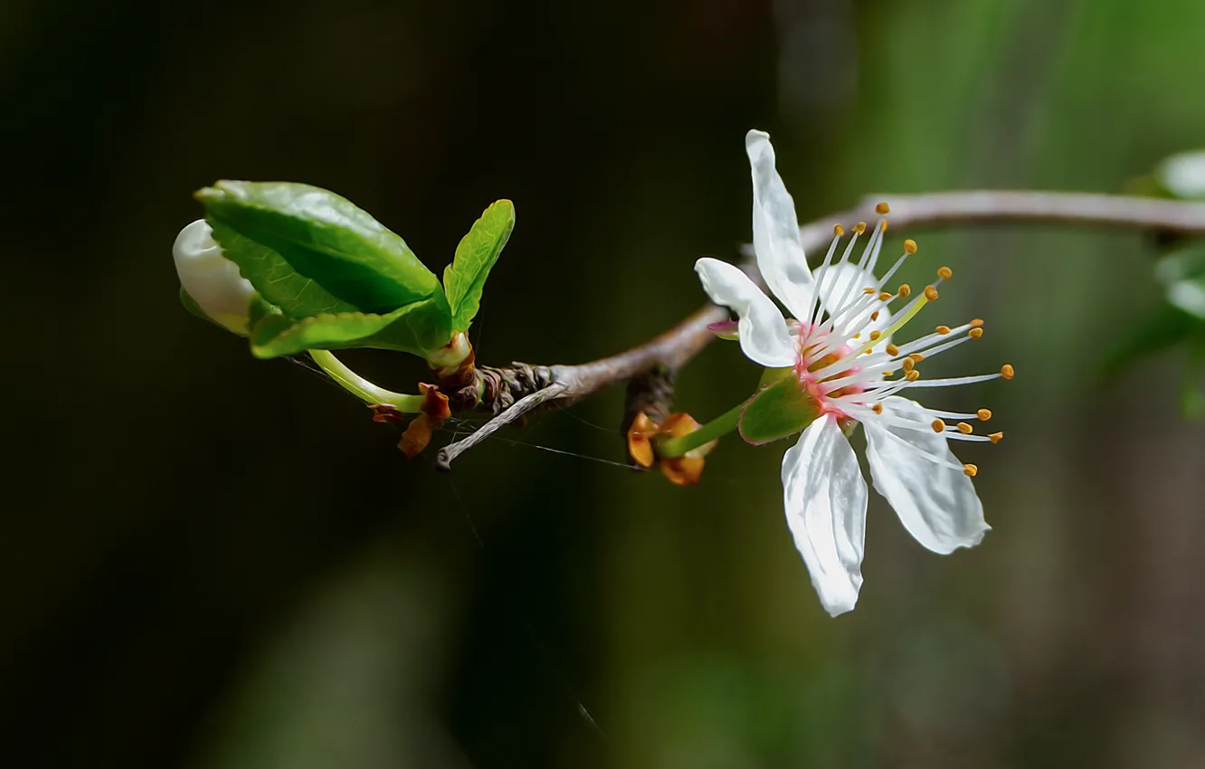 Фото обои Nature, Czech Republic, Flower cherry