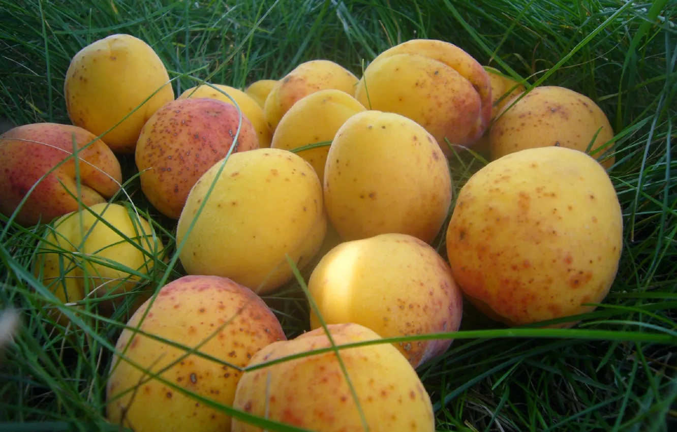 Фото обои summer, fruits, apricot, Moldova