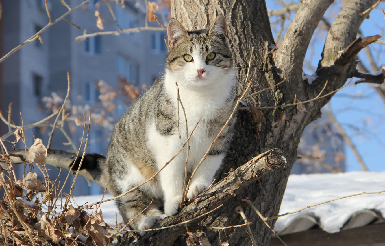 Фото обои зима, кот, снег, ветки, дерево