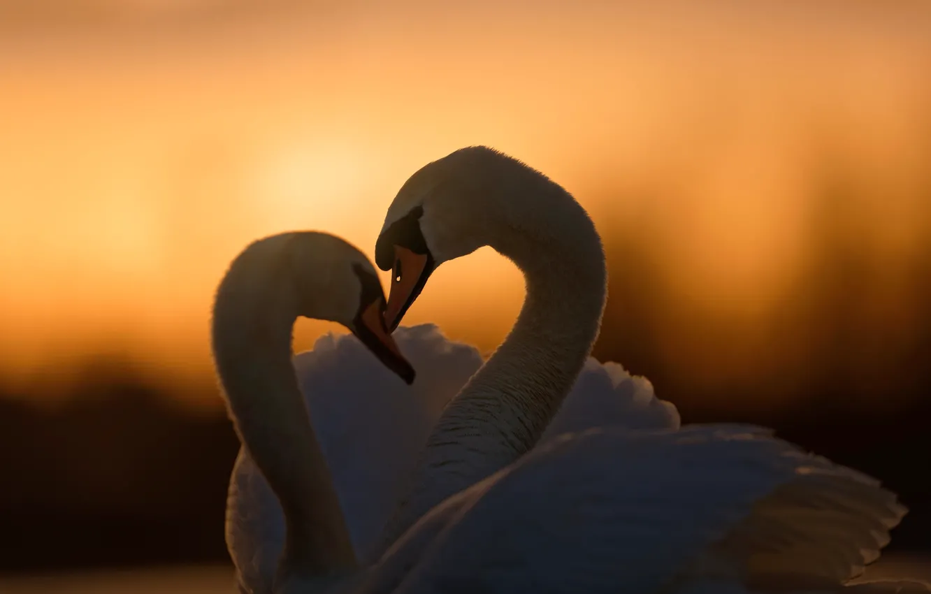 Фото обои любовь, закат, птицы, пара, парочка, лебеди