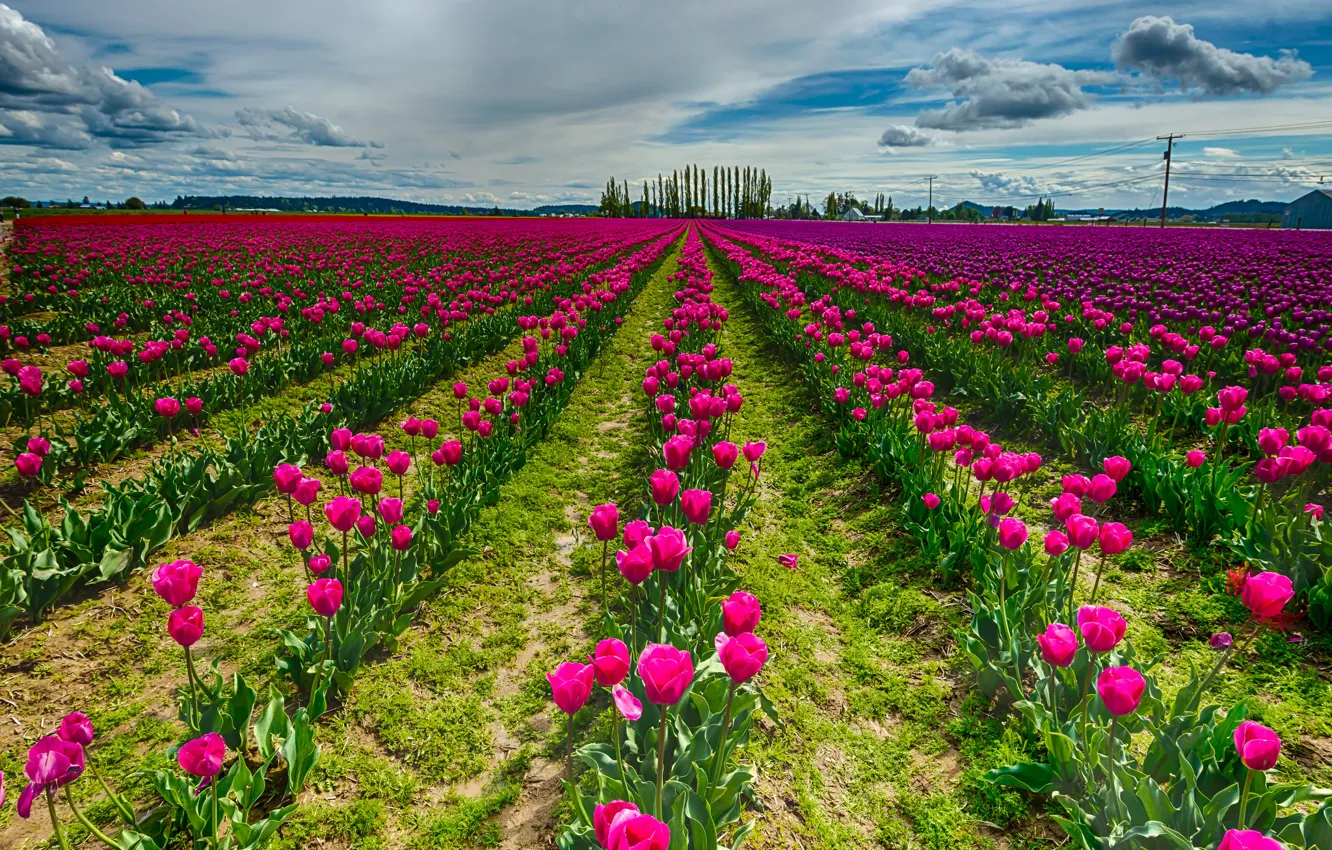 Фото обои поле, небо, облака, цветы, природа, тюльпаны